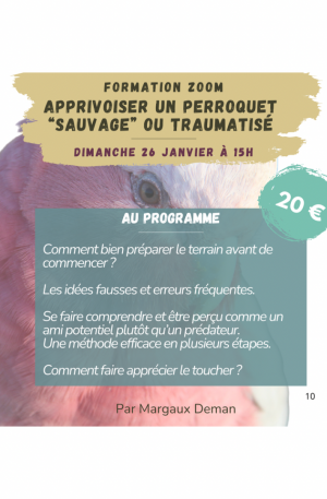 Formation Zoom en replay - Apprivoiser un perroquet sauvage ou traumatisé