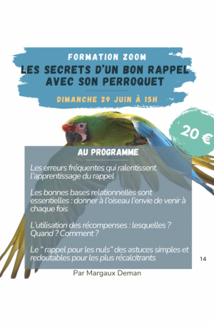 Formation Zoom en replay - Obtenir un rappel parfait avec son perroquet