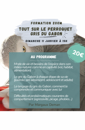 Formation Zoom en replay - Tout sur le perroquet gris du Gabon