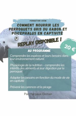 Replay formation Zoom - Alimentation des perroquets gris du Gabon